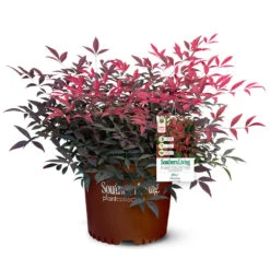 Flirt™ Nandina Bush -Brighterblooms Shop Flirt Nandina 5