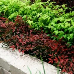 Flirt™ Nandina Bush -Brighterblooms Shop Flirt Nandina BB 2