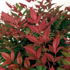 Flirt™ Nandina Bush -Brighterblooms Shop Flirt Nandina BB 3