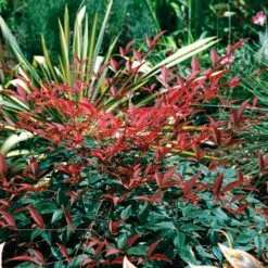 Flirt™ Nandina Bush