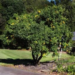 Hardy Orange Tree 'Flying Dragon' -Brighterblooms Shop Flying Dragon Trifoliate orange 10 BB