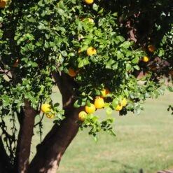 Hardy Orange Tree 'Flying Dragon' -Brighterblooms Shop Flying Dragon Trifoliate orange 12 BB