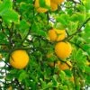 Hardy Orange Tree 'Flying Dragon' 2 Hardy Orange Tree 'Flying Dragon' -Brighterblooms Shop Flying Dragon Trifoliate orange BB 600x600 485ec5d9 e8cc 4da4 8df0 ddbb64b47e6a