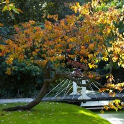 Forest Pansy Redbud Tree -Brighterblooms Shop Forest Pansy Redbud 2