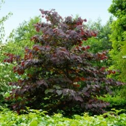 Forest Pansy Redbud Tree -Brighterblooms Shop Forest Pansy Redbud 4