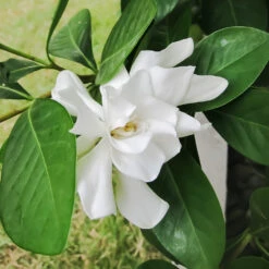 Four Seasons Gardenia Shrub 7 Four Seasons Gardenia Shrub -Brighterblooms Shop FourSeasons Gardenia 2