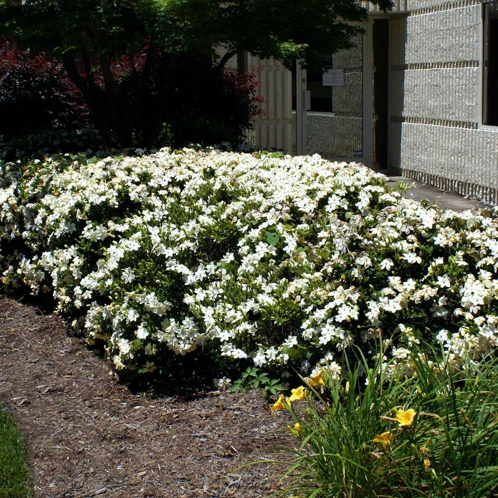 Four Seasons Gardenia Shrub 4 Four Seasons Gardenia Shrub - Image 2