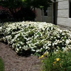Four Seasons Gardenia Shrub