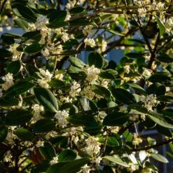 Fragrant Tea Olive Shrub -Brighterblooms Shop Fragrant Tea Olive 3 BB