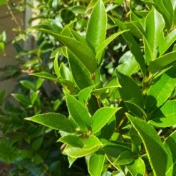 Fragrant Tea Olive Shrub -Brighterblooms Shop Fragrant Tea Olive 5