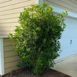 Fragrant Tea Olive Shrub -Brighterblooms Shop Fragrant Tea Olive 6