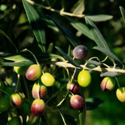 Italian Olive Tree -Brighterblooms Shop Frantoio Olive 2 BB