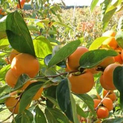 Fuyu Persimmon Tree -Brighterblooms Shop Fuyu Persimmon 4