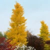 Goldspire Ginkgo Tree -Brighterblooms Shop GOldspire Ginkgo Tree BB 600x600 87b7e592 53e5 4ffa 9c1d 4998d41ec5a7