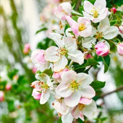 Gala Apple Tree -Brighterblooms Shop Gala Apple 4