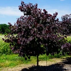 Garden Gems™ Amethyst Redbud Tree -Brighterblooms Shop Garden Gems Amythyst 1