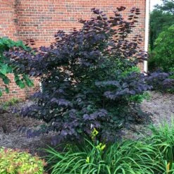 Garden Gems™ Amethyst Redbud Tree -Brighterblooms Shop Garden Gems Amythyst 3