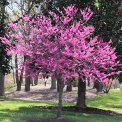 Garden Gems™ Amethyst Redbud Tree -Brighterblooms Shop Garden Gems Amythyst 6 BB