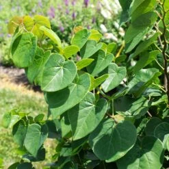 Garden Gems® Emerald Redbud Tree -Brighterblooms Shop Garden Gems Emerald 1