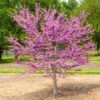 Garden Gems® Emerald Redbud Tree -Brighterblooms Shop Garden Gems Emerald FGT 600x600 730c8d4c bef7 4502 9592 5e01b22eed4e
