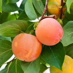 Giant Fuyu Persimmon Tree 8 Giant Fuyu Persimmon Tree -Brighterblooms Shop Giant Persimmon 1