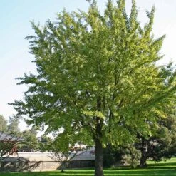 Ginkgo Tree -Brighterblooms Shop Ginkgo Biloba 2 BB
