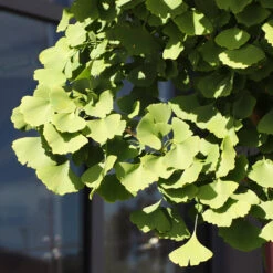 Ginkgo Tree -Brighterblooms Shop Ginkgo Biloba 5