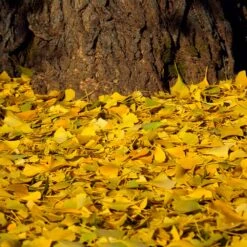 Ginkgo Tree -Brighterblooms Shop Ginkgo Biloba 7 BB