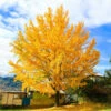 Ginkgo Tree -Brighterblooms Shop Ginkgo Biloba BB1 600x600 8b931695 4308 4c9e 8a4c 7eefe3a4a53d