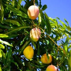 Mango Kit -Brighterblooms Shop Glenn Mango 6