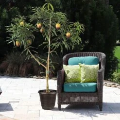 Glenn Mango Tree -Brighterblooms Shop Glenn Mango 8 BB