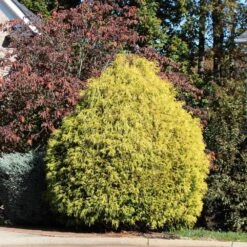 Gold Mop Cypress Tree -Brighterblooms Shop Gold Mop Cypress 1B BB