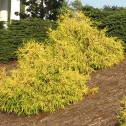 Gold Mop Cypress Tree -Brighterblooms Shop Gold Mop Cypress 1 BB