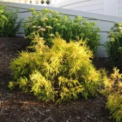 Gold Mop Cypress Tree -Brighterblooms Shop Gold Mop Cypress 2 BB