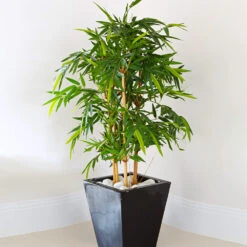 Golden Bamboo Plant -Brighterblooms Shop Golden Bamboo 1