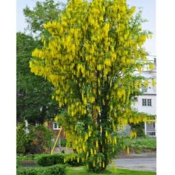 Columnar Goldenchain Tree -Brighterblooms Shop Golden Chaintree Fastigiata 1