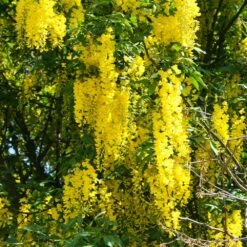 Columnar Goldenchain Tree -Brighterblooms Shop Golden Chaintree Fastigiata 2