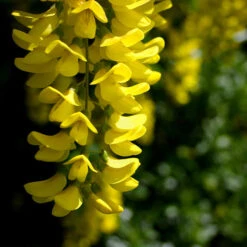 Columnar Goldenchain Tree