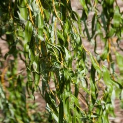 'Golden Curls' Corkscrew Willow Tree -Brighterblooms Shop Golden Curls Willow 3