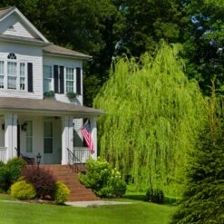 'Golden Curls' Corkscrew Willow Tree -Brighterblooms Shop Golden Curls Willow 4