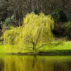 'Golden Curls' Corkscrew Willow Tree -Brighterblooms Shop Golden Curls Willow 5