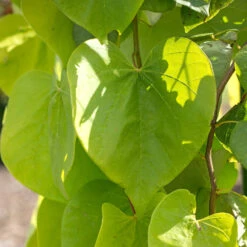 Golden Falls® Redbud Tree -Brighterblooms Shop Golden Falls Redbud 2