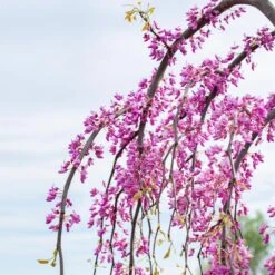 Golden Falls® Redbud Tree -Brighterblooms Shop Golden Falls Redbud 3