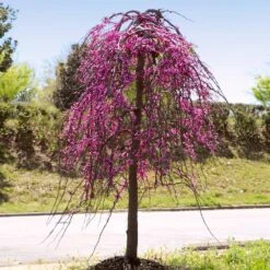 Golden Falls® Redbud Tree -Brighterblooms Shop Golden Falls Redbud 4