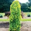 Golden Falls® Redbud Tree -Brighterblooms Shop Golden Falls Redbud 600x600 db1dc0bd d6e0 4011 8147 f7860da59432