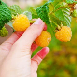 Golden Raspberry Plant -Brighterblooms Shop Golden Raspberry 1 BB