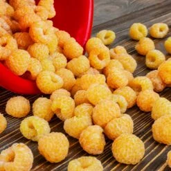 Golden Raspberry Plant -Brighterblooms Shop Golden Raspberry 6 BB