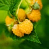 Golden Raspberry Plant -Brighterblooms Shop Golden Raspberry BB 600x600 ffe5f1de 001d 4f21 be37 4f499e9376fa