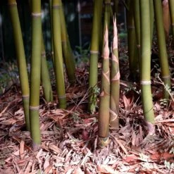 Graceful Bamboo 8 Graceful Bamboo -Brighterblooms Shop Graceful Bamboo 4 BB