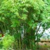 Graceful Bamboo -Brighterblooms Shop Graceful Bamboo BB 600x600 ee65bc2f d1c8 4c20 bf26 1aa6c678e3fb